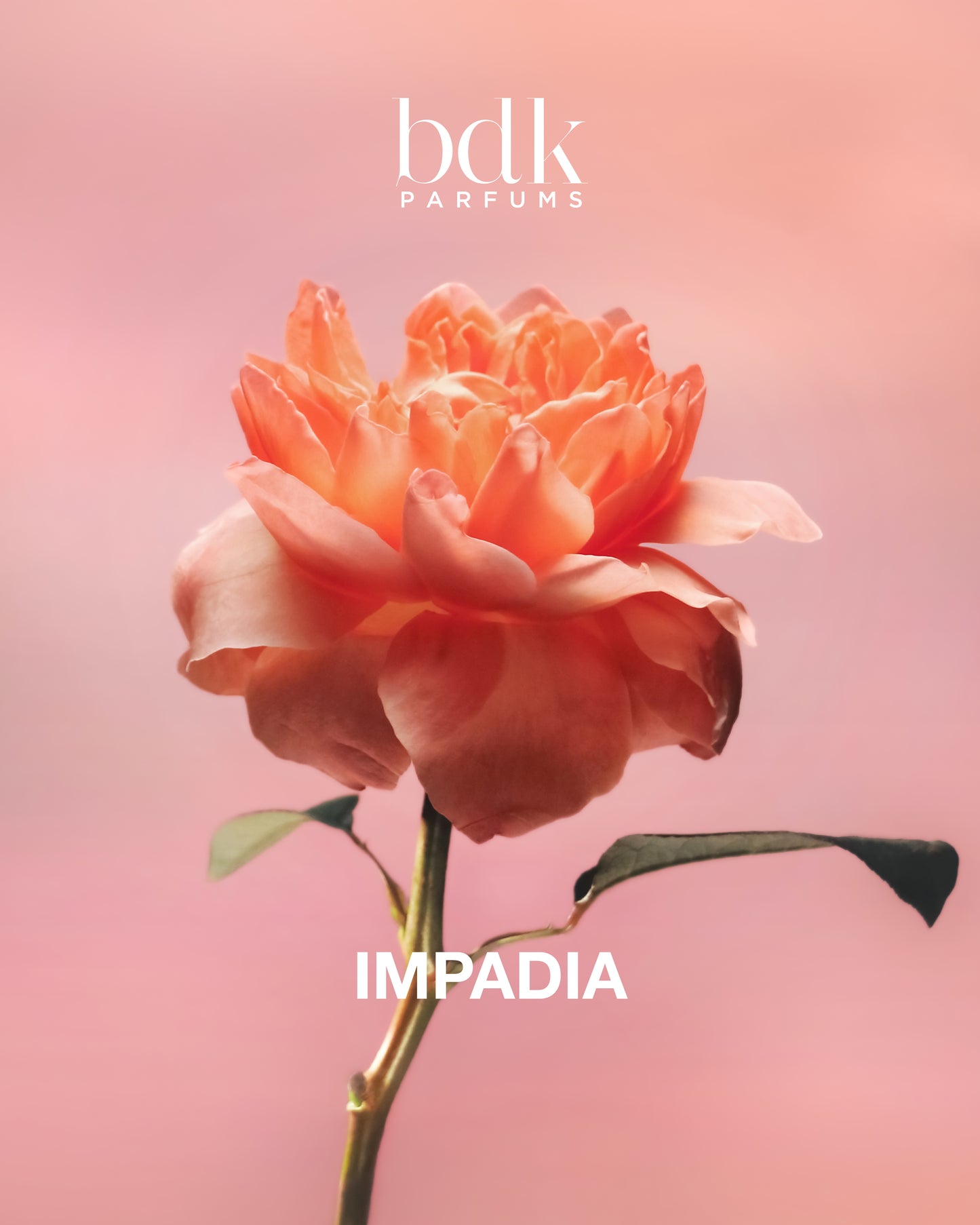 Impadia