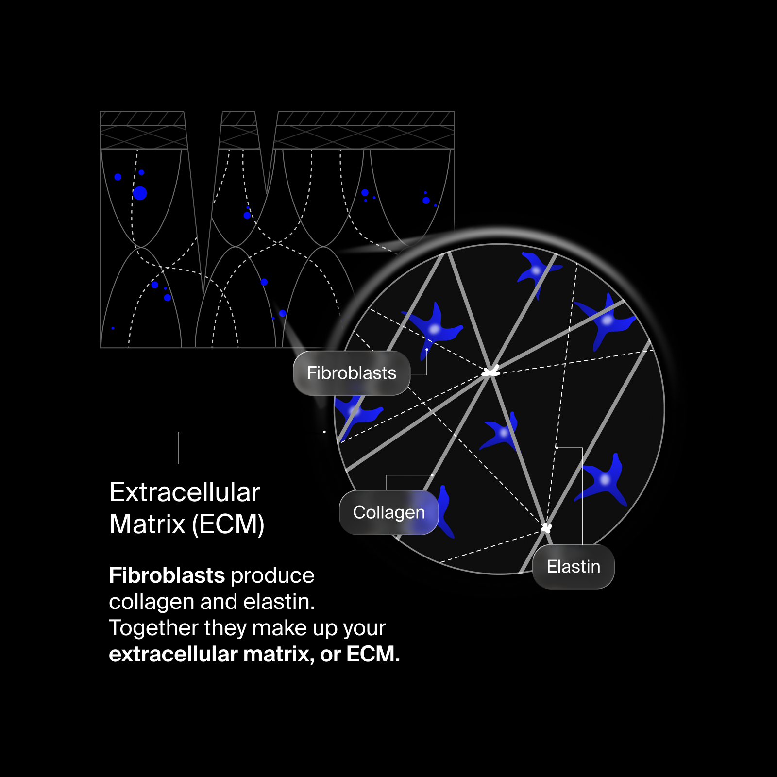 Extracellular Matrix Restore - aqueous.