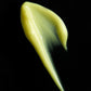 PRE-ORDER: Tensor Neck Lift